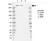 Anti Human NCOR1 Antibody, clone J02/11D2-8 thumbnail image 1