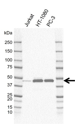 Anti NDRG1 Antibody, clone GH01/4A7 (PrecisionAb Monoclonal Antibody) gallery image 1