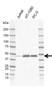 Anti NDRG1 Antibody, clone GH01/4A7 (PrecisionAb Monoclonal Antibody) thumbnail image 1