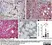 Anti Human Nestin Antibody, clone 10C2 thumbnail image 10