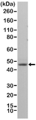 Anti Neun Antibody, clone RM312 thumbnail image 1