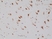 Anti Neun Antibody, clone RM312 thumbnail image 2