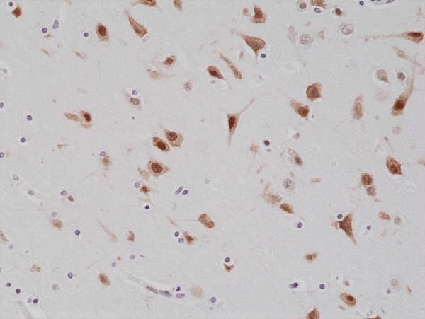 Anti Neun Antibody, clone RM312 gallery image 2