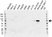 Anti Neurofilament Antibody, clone OTI3G2 (PrecisionAb Monoclonal Antibody) thumbnail image 1