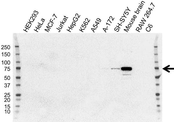 Anti Neurofilament Antibody, clone OTI3G2 (PrecisionAb Monoclonal Antibody) gallery image 1