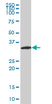 Anti Human Neurogenin 2 Antibody, clone 2A8 thumbnail image 1