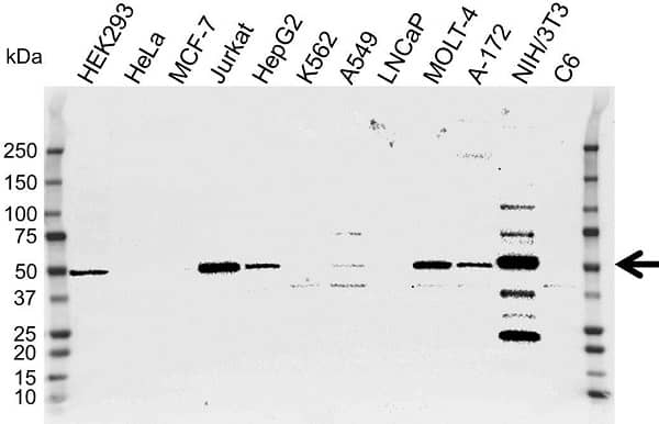 Anti Neuron Specific Enolase Antibody, clone 5E2 (PrecisionAb Monoclonal Antibody) gallery image 1