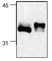 Anti NF Kappa B Inhibitor Alpha Antibody, clone 6A055 thumbnail image 1