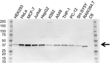 Anti NF Kappa B Inhibitor Alpha Antibody, clone OTI1D4 (PrecisionAb Monoclonal Antibody) gallery image 1