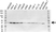 Anti NF Kappa B Inhibitor Alpha Antibody, clone OTI1D4 (PrecisionAb Monoclonal Antibody) thumbnail image 1
