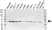 Anti NF Kappa B Inhibitor Alpha Antibody, clone OTI1D4 (PrecisionAb Monoclonal Antibody) thumbnail image 1