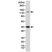 Anti NFkB p105/p50 Antibody, clone RM299 thumbnail image 1