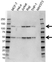 Anti NFkB p50 Antibody (PrecisionAb Monoclonal Antibody) thumbnail image 1