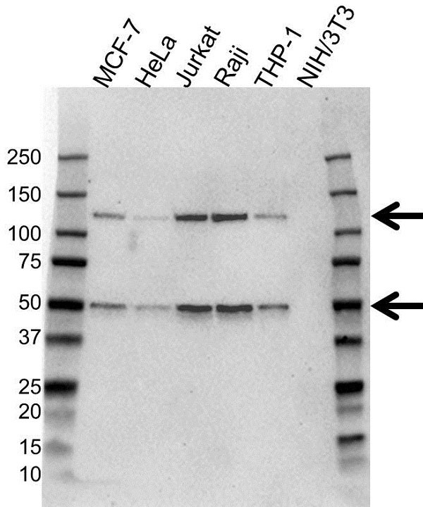 Anti NFkB p50 Antibody (PrecisionAb Monoclonal Antibody) gallery image 1