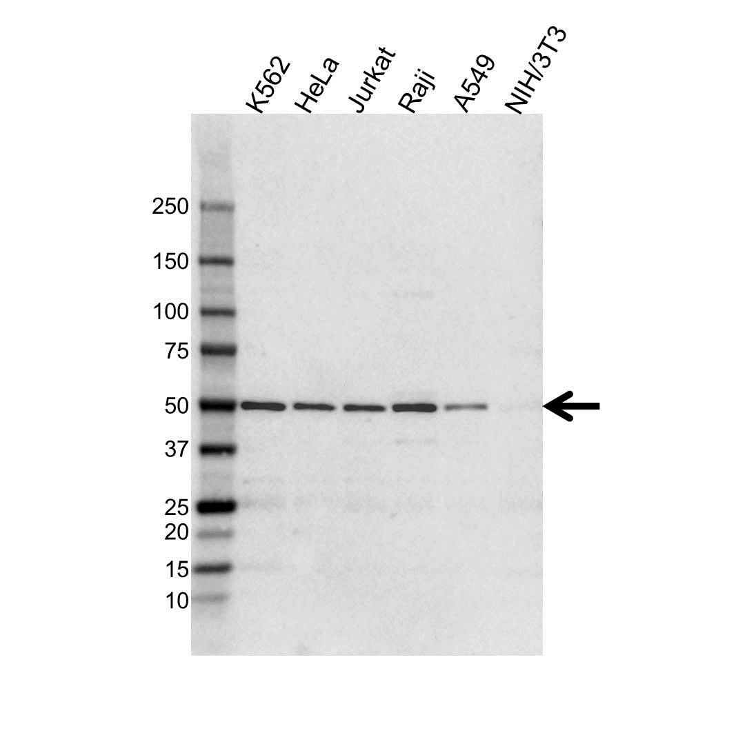 NFkB p52 Antibody (PrecisionAb Antibody)|9D2|VMA00579