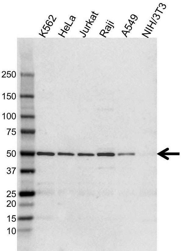 Anti NFkB p52 Antibody, clone 9D2 (PrecisionAb Monoclonal Antibody) gallery image 3