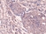 Anti NFkB p65 Antibody, clone RM273 thumbnail image 1