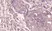 Anti NFkB p65 Antibody, clone RM273 thumbnail image 2