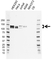 Anti Nicastrin Antibody, clone CD01/3H8 (PrecisionAb Monoclonal Antibody) thumbnail image 1
