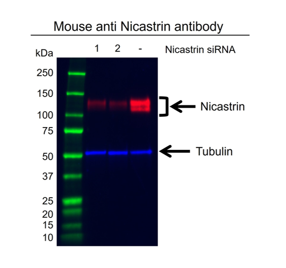 Anti Nicastrin Antibody, clone CD01/3H8 (PrecisionAb Monoclonal Antibody) gallery image 2
