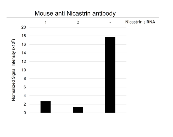 Anti Nicastrin Antibody, clone CD01/3H8 (PrecisionAb Monoclonal Antibody) gallery image 3