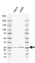 Anti Nnmt Antibody, clone EF02/2D5 (PrecisionAb Monoclonal Antibody) thumbnail image 1