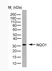 Anti Human NQO1 Antibody, clone A180 (Monoclonal Antibody Antibody) thumbnail image 1