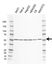 Anti NR1H4 Antibody, clone CD01/3F5 (PrecisionAb Monoclonal Antibody) thumbnail image 1