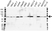 Anti NR2C2 Antibody, clone OTI1E1 (PrecisionAb Monoclonal Antibody) thumbnail image 1