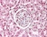 Anti Human Nuclear Antigen Antibody, clone 1415-1 (21NC85) thumbnail image 1