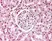 Anti Human Nuclear Antigen Antibody, clone 1415-1 (21NC85) thumbnail image 1