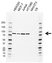 Anti Nuclear Cap Binding Protein Subunit 1 Antibody, clone EF03/2E5-3 (PrecisionAb Monoclonal Antibody) thumbnail image 1