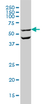 Anti Human OCLN Antibody, clone 1G7 thumbnail image 1