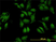 Anti Human OCLN Antibody, clone 1G7 thumbnail image 2