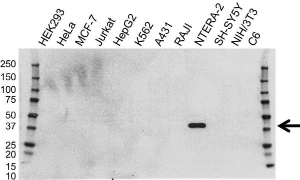 Anti OCT4 Antibody, clone OTI2B6 (PrecisionAb Monoclonal Antibody) gallery image 1
