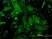 Anti Human Osteocalcin Antibody, clone 2D4 thumbnail image 1