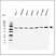 Anti Human Osteoprotegerin Antibody, clone E01-10F11 thumbnail image 1