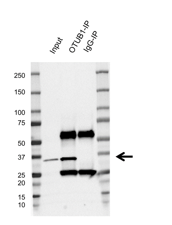 Anti OTUB1 Antibody, clone AB01/3A9 (PrecisionAb Monoclonal Antibody) gallery image 2