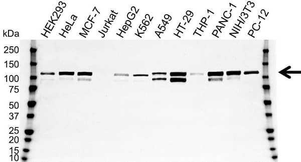 Anti p130Cas Antibody, clone OTI3A11 (PrecisionAb Monoclonal Antibody) gallery image 1