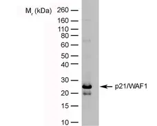 Anti Human p21/WAF1 Antibody, clone WA-1 gallery image 1