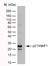 Anti Human p21/WAF1 Antibody, clone WA-1 thumbnail image 1