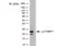 Anti Human p21/WAF1 Antibody, clone WA-1 thumbnail image 1
