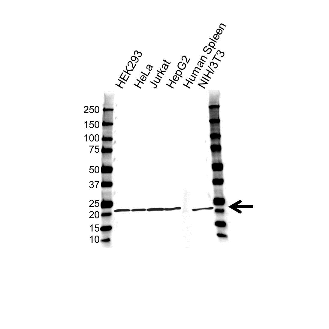 Anti P23 Antibody, clone OTI2D2 (PrecisionAb Monoclonal Antibody) gallery image 1
