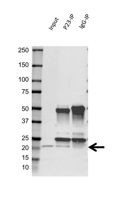 Anti P23 Antibody, clone OTI2D2 (PrecisionAb Monoclonal Antibody) gallery image 2
