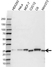 Anti p27/Kip1 Antibody (PrecisionAb Monoclonal Antibody) thumbnail image 1