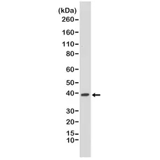 Anti p38 MAPK Antibody, clone RM245 gallery image 1