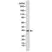 Anti p38 MAPK Antibody, clone RM245 thumbnail image 1