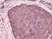 Anti p38 MAPK Antibody, clone RM245 thumbnail image 2