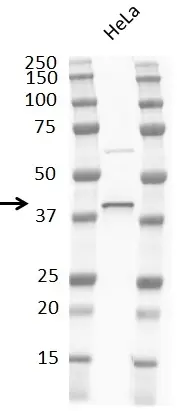Anti p38 MAPK Antibody, clone RM245 gallery image 3