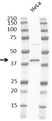 Anti p38 MAPK Antibody, clone RM245 thumbnail image 3